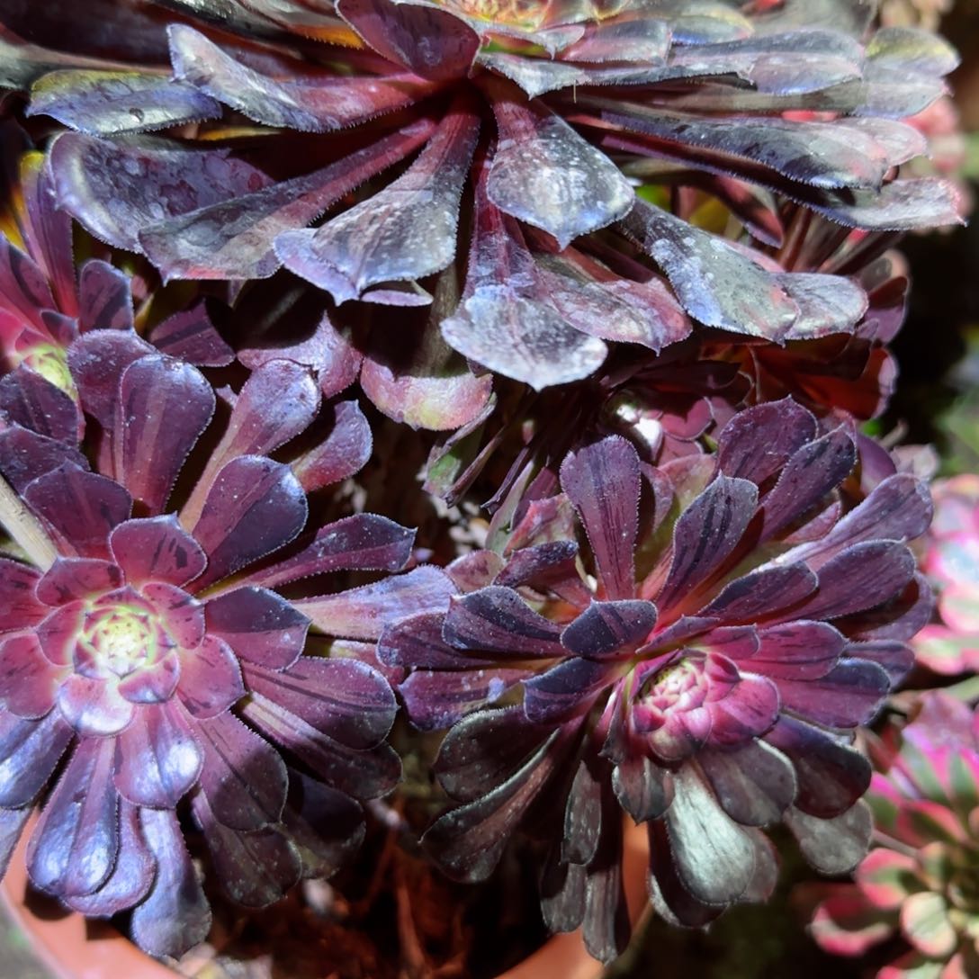 冰瞳拉丝法师多肉005