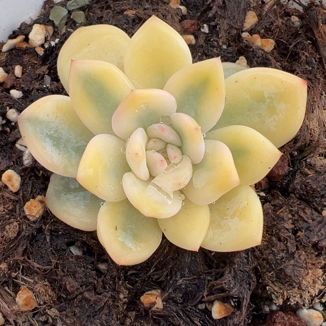 橙梦露锦，宽覆轮锦