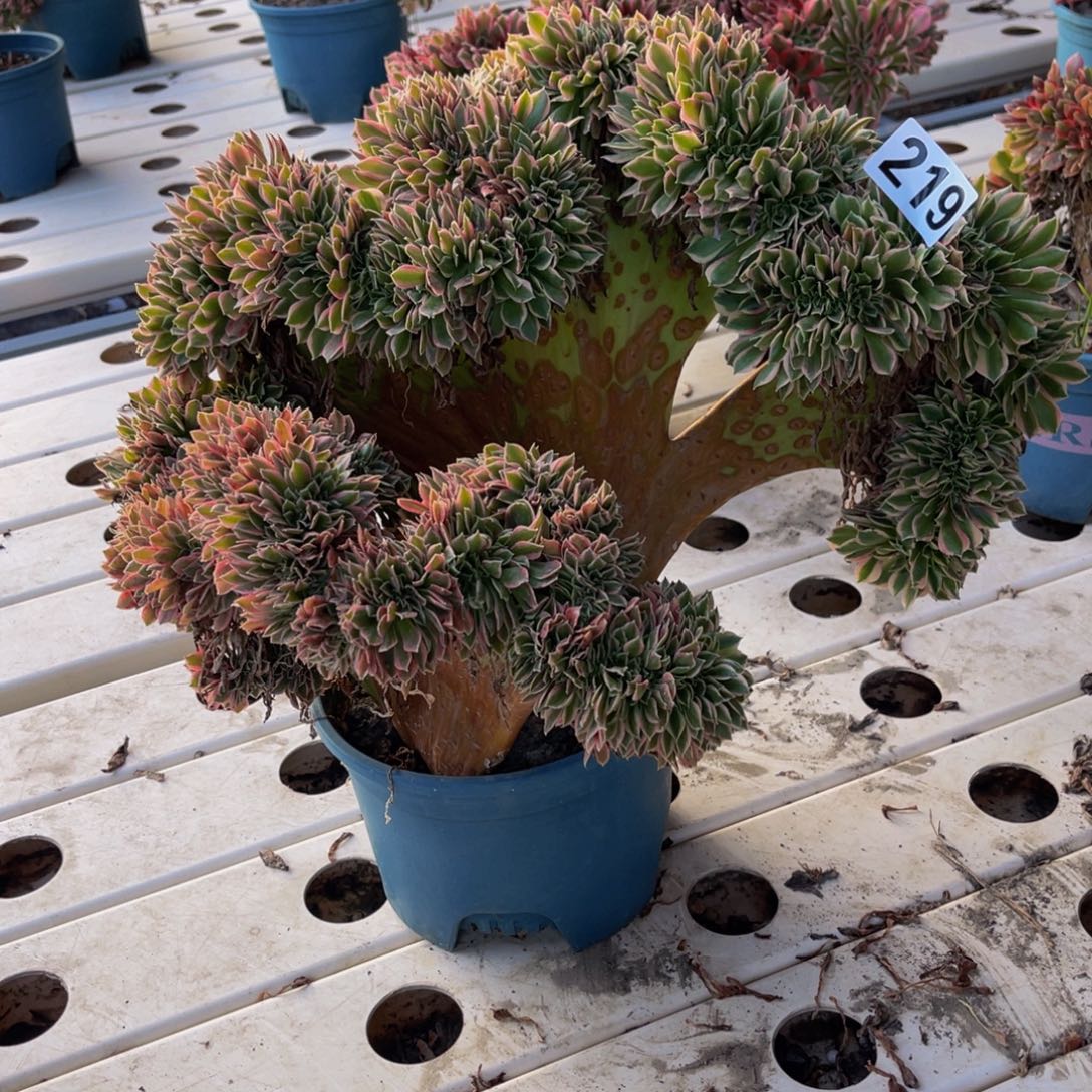 女神法师7////-24包邮