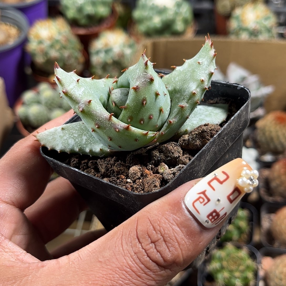 鬼切芦荟单头发货单头