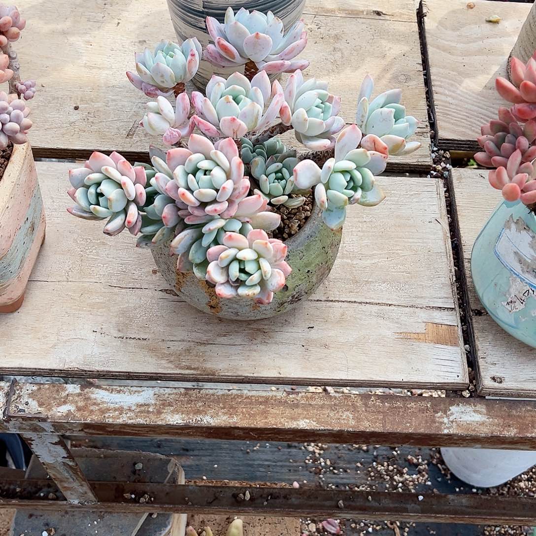 你在家还是在家…………我都