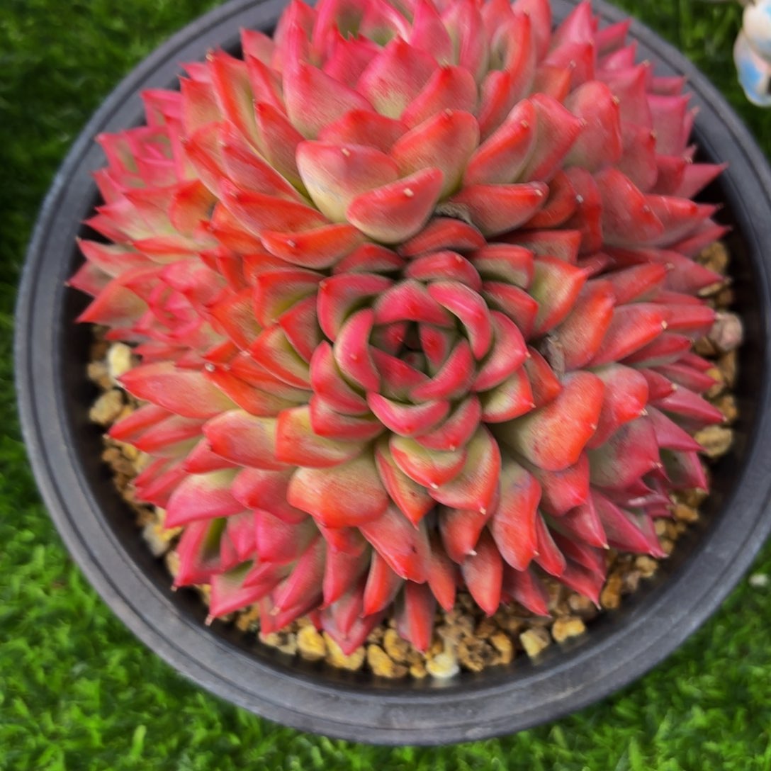 闪购商品～佛罗瑞安娜