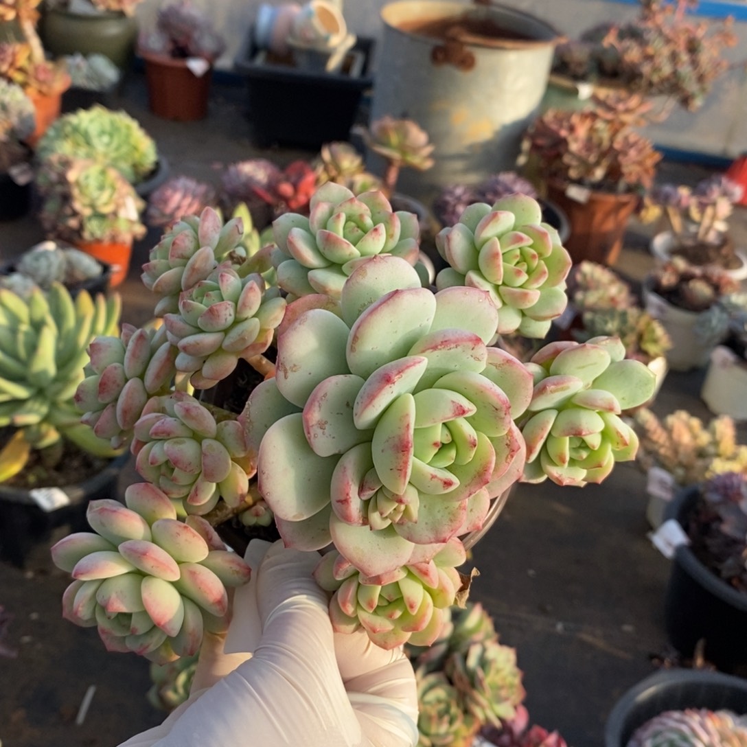 099香草多头一物一拍