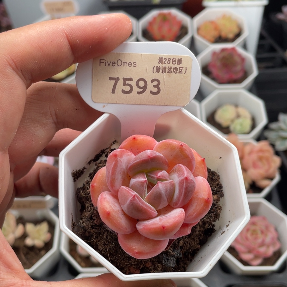 蜘蛛侠7593-4.5厘米