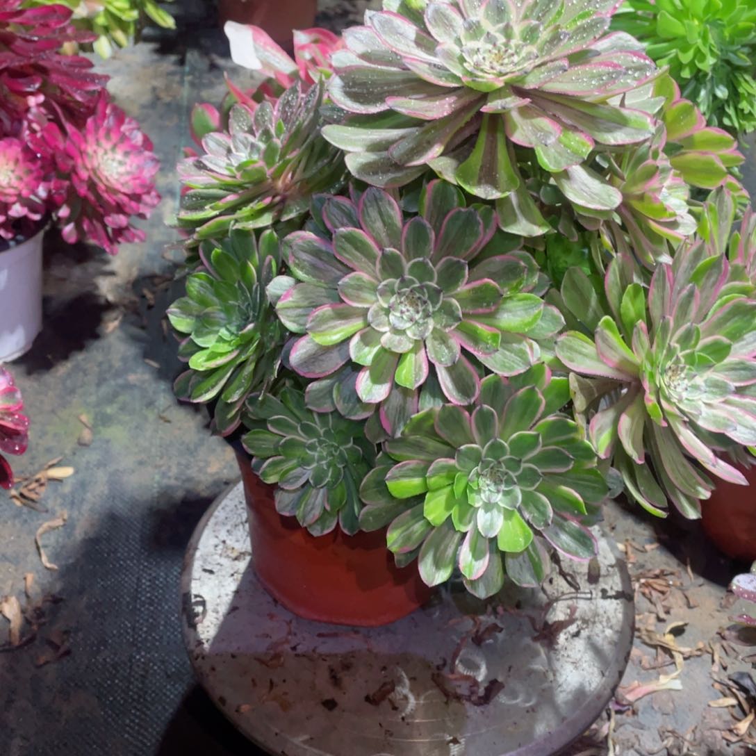 多肉植物粉黛188