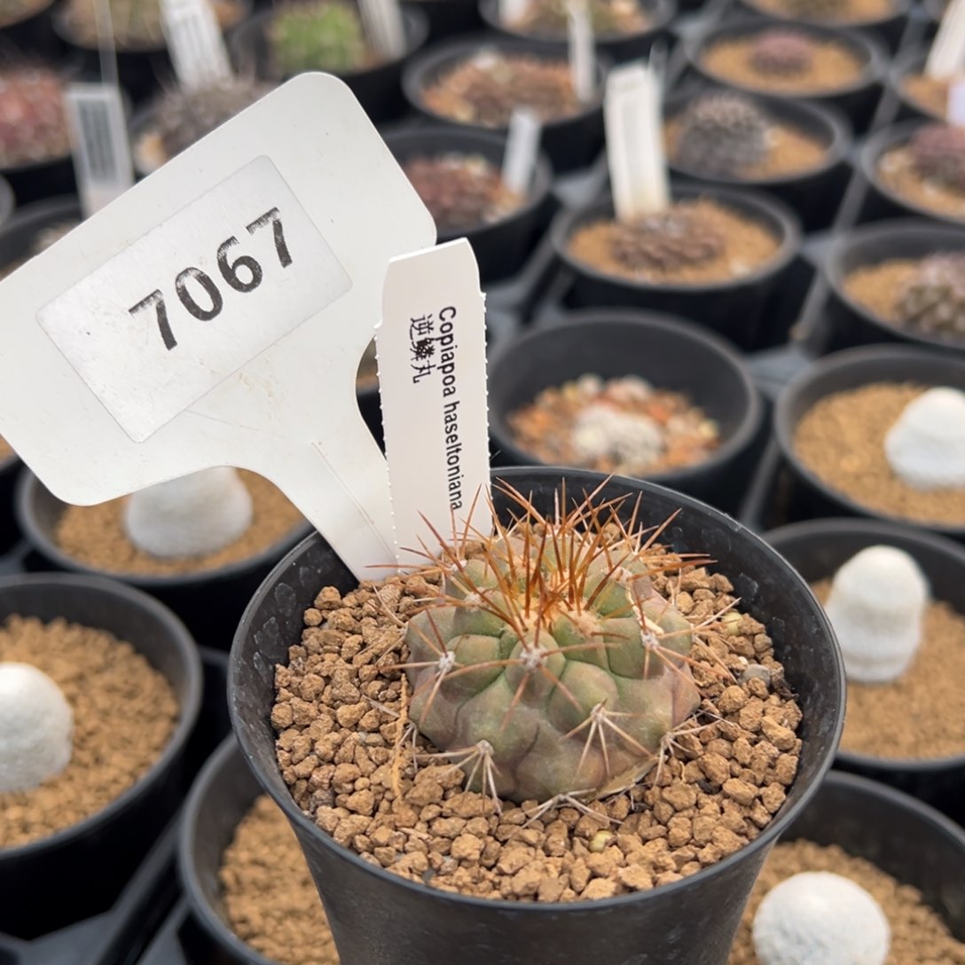 红陶竹***火7067折后专拍