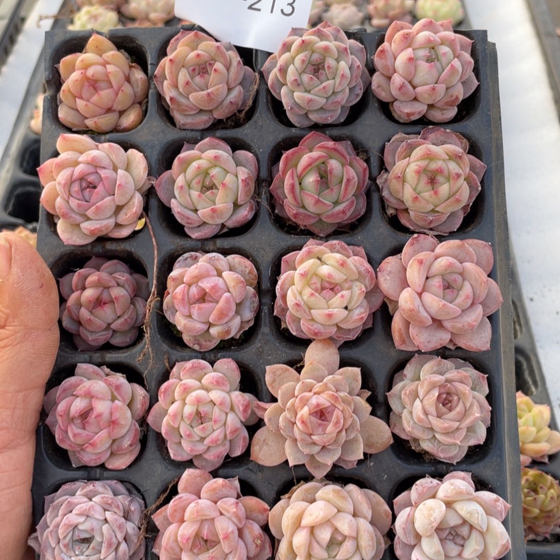 浮****梦一物一拍20颗小苗30-213