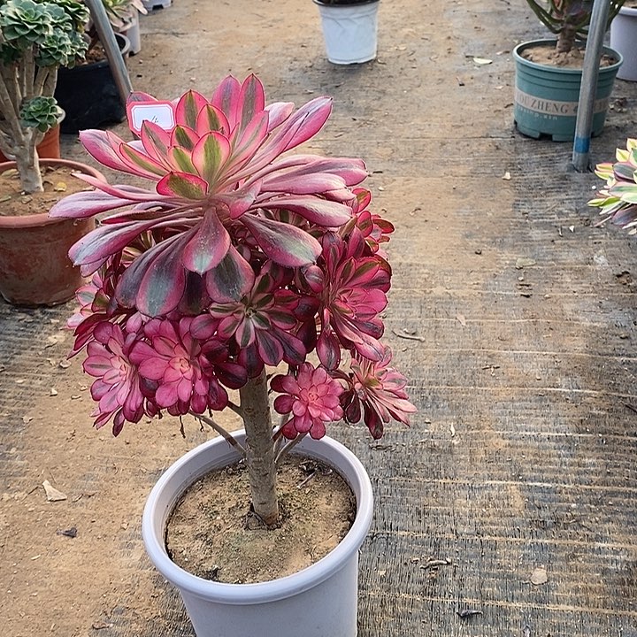 4，香奈儿有修枝多肉法师