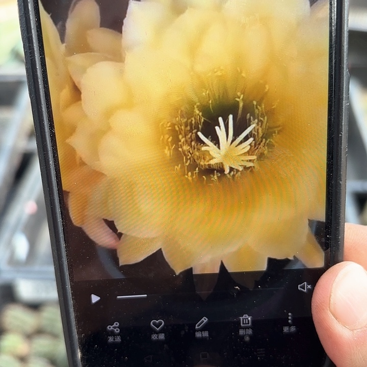 马克菠萝毛20包邮仙人球28