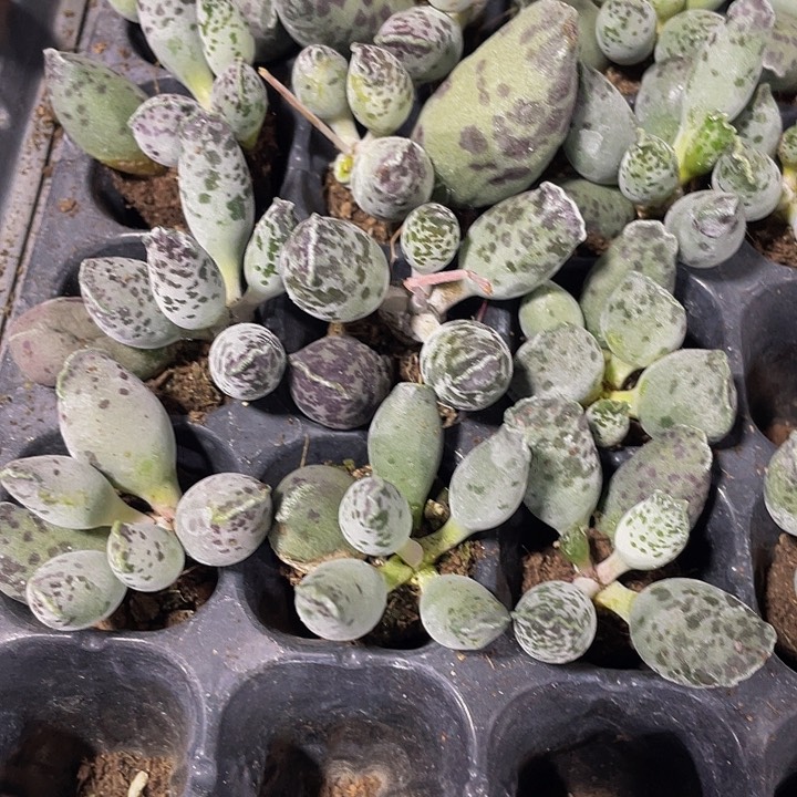 小海豹1.5带土发货