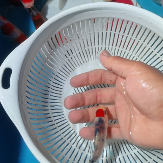 海水鱼精品血统鱼雷神单三