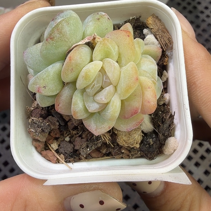168 号到手1框一物一拍