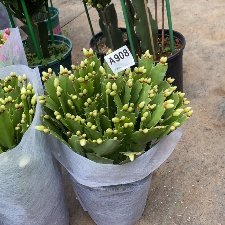 当前无花栽培后可以开花?****908自根大叶白