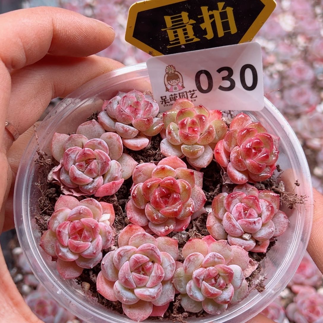 多肉植物多肉植物