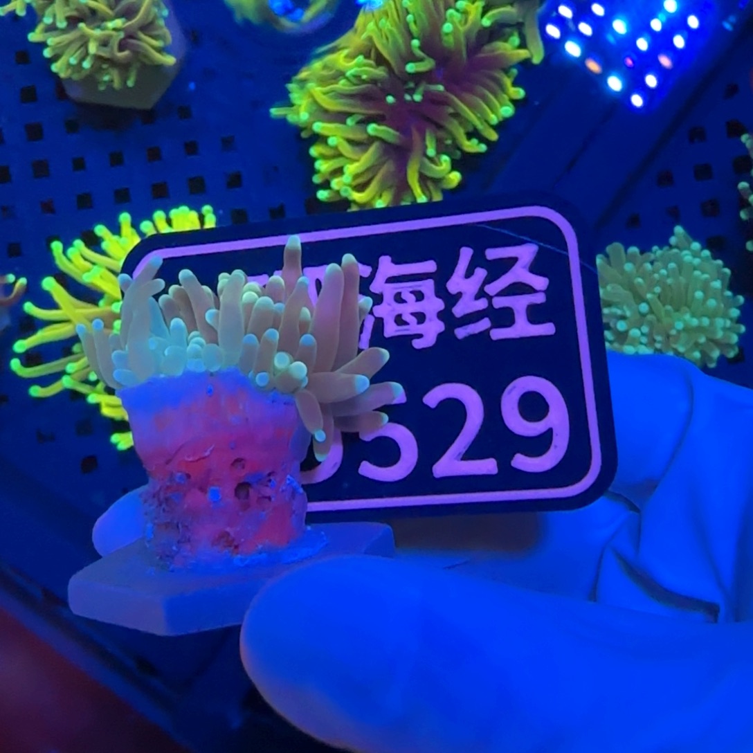 K***G纽扣珊瑚又又不包邮内包肉脱藻绿火柴D529