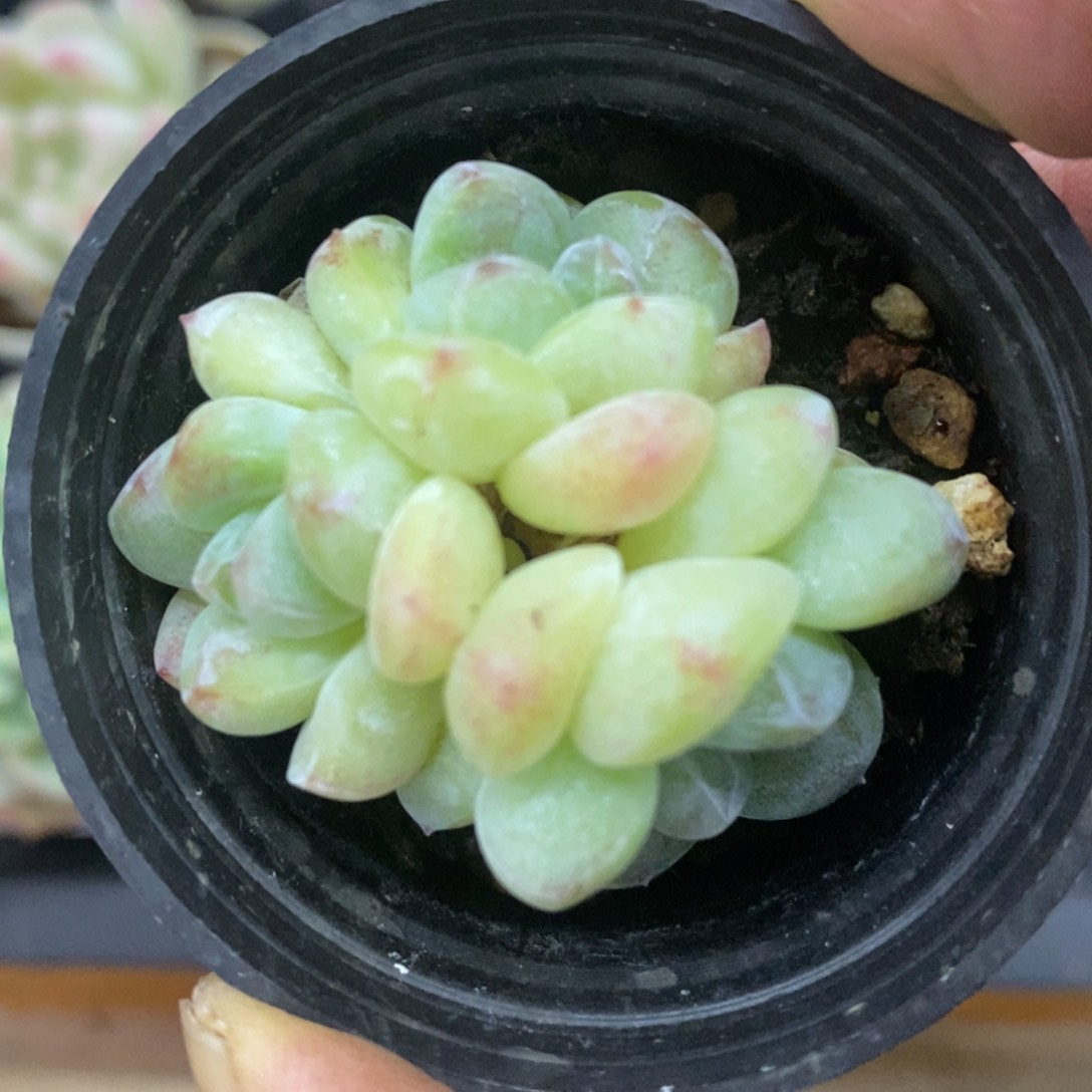 精品多肉一物一拍不包整252