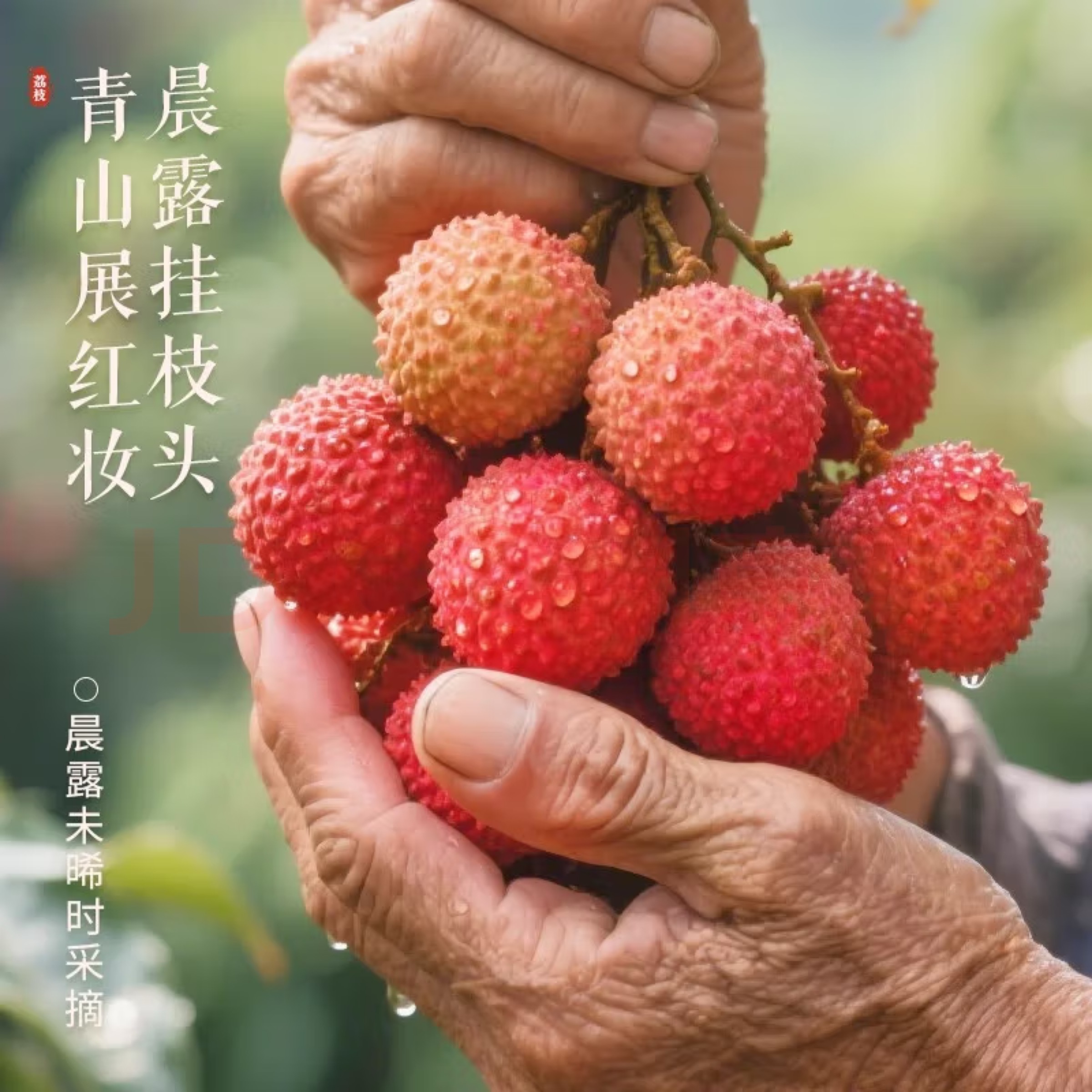 正宗茂名高州糯米糍荔枝,新鲜现摘 高端品质 京东空运