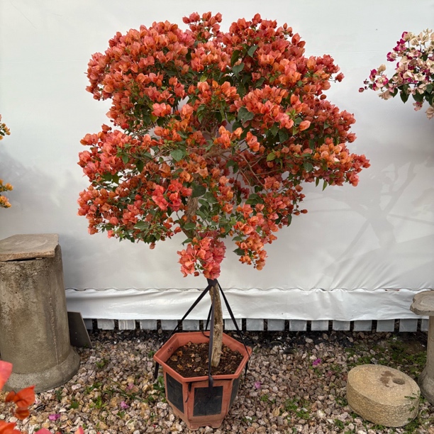 日落三角梅勤花品种原盆原土带花苞四季开花阳台庭院盆栽花卉