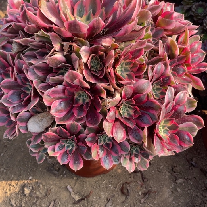 无花朵900女妖多肉植物