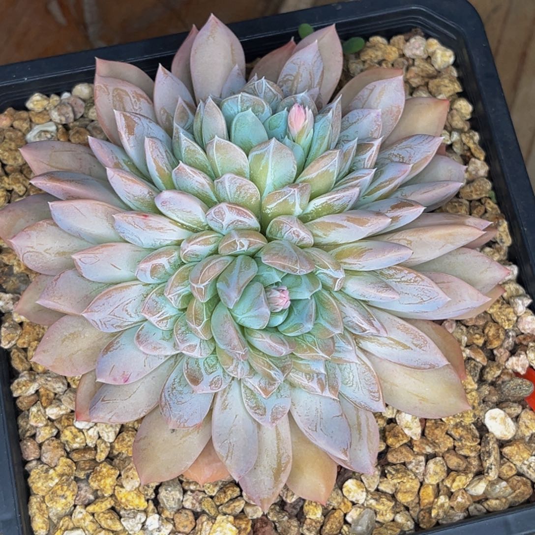 2608号晚上多肉植物群生多肉