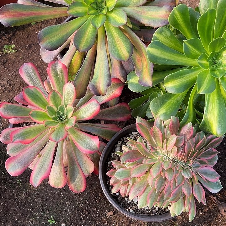 琉璃➕花纳➕美杜莎➕女郎缀