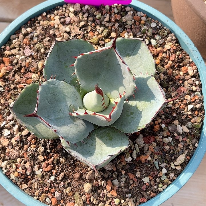 勋哥多肉福克斯HBG