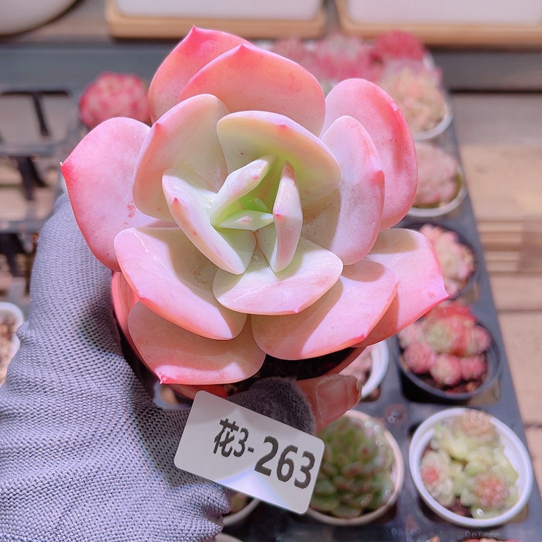 花03-263白凤单头