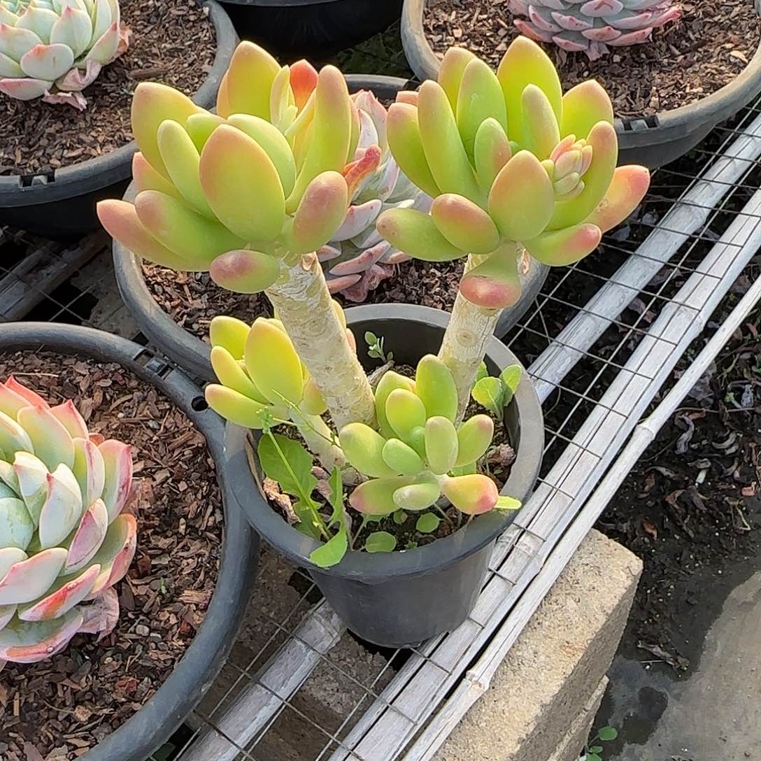 常*一物一拍 一物一拍