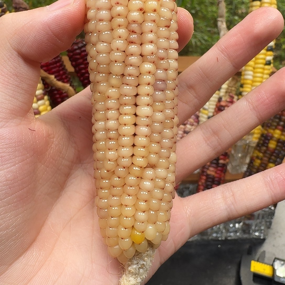 笨***勋大叶紫檀（黑酸枝木类）