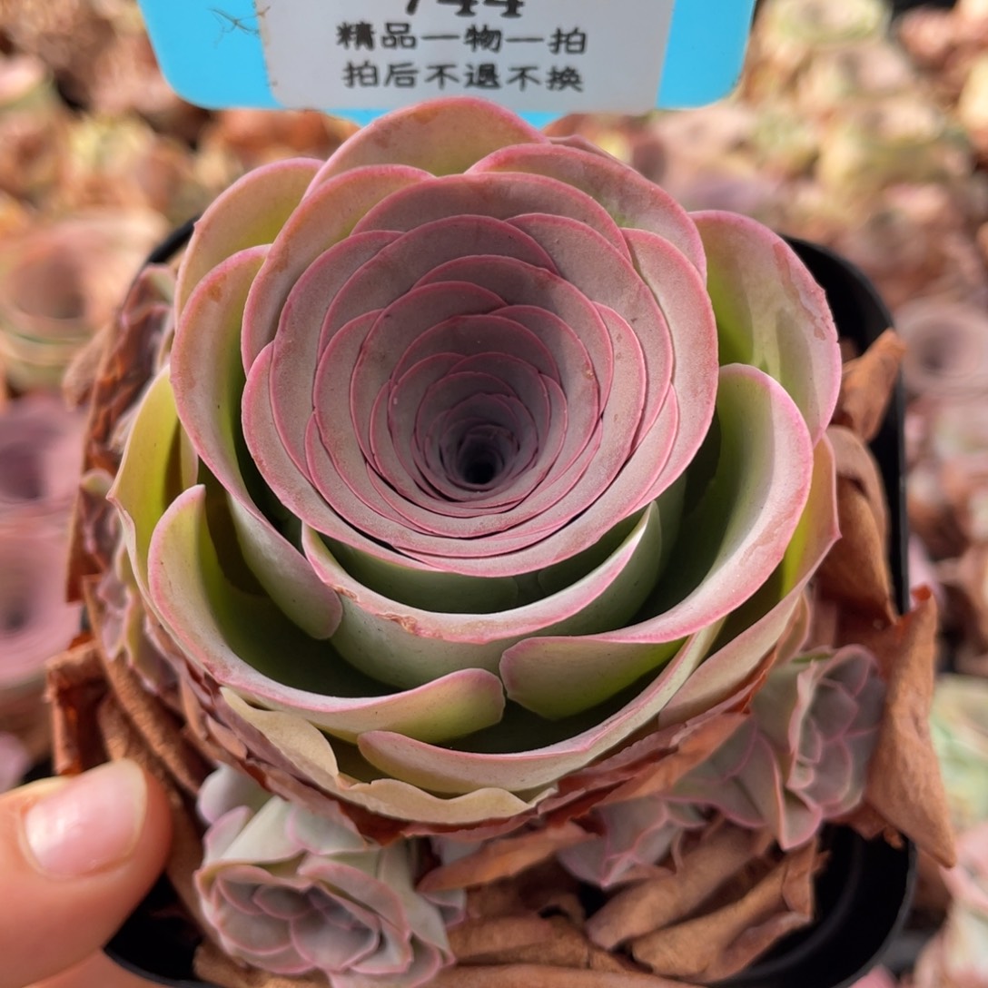 山地玫瑰744断枝不包损不售后