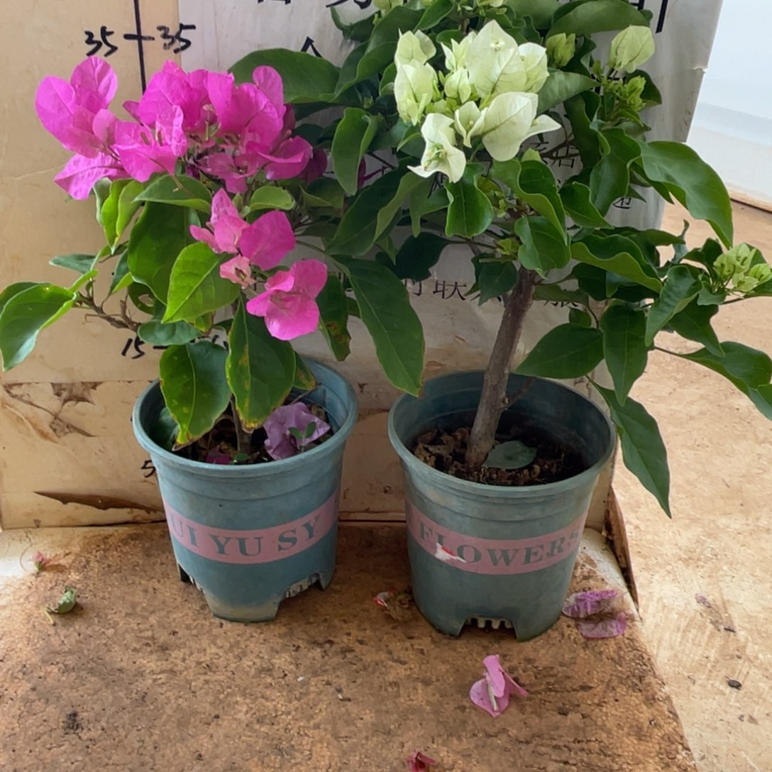 当前无花栽培后可以开花1-9056