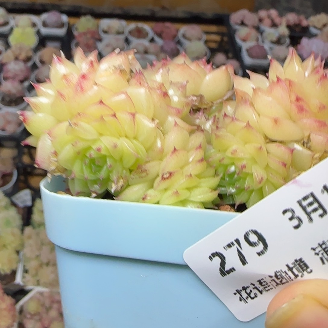 花语逸镜0311-279散