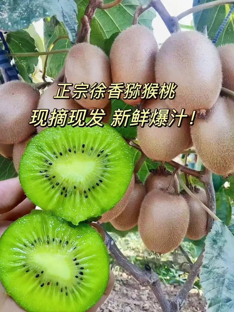 陕西眉县绿心徐香猕猴桃礼盒装猕猴桃产地直销