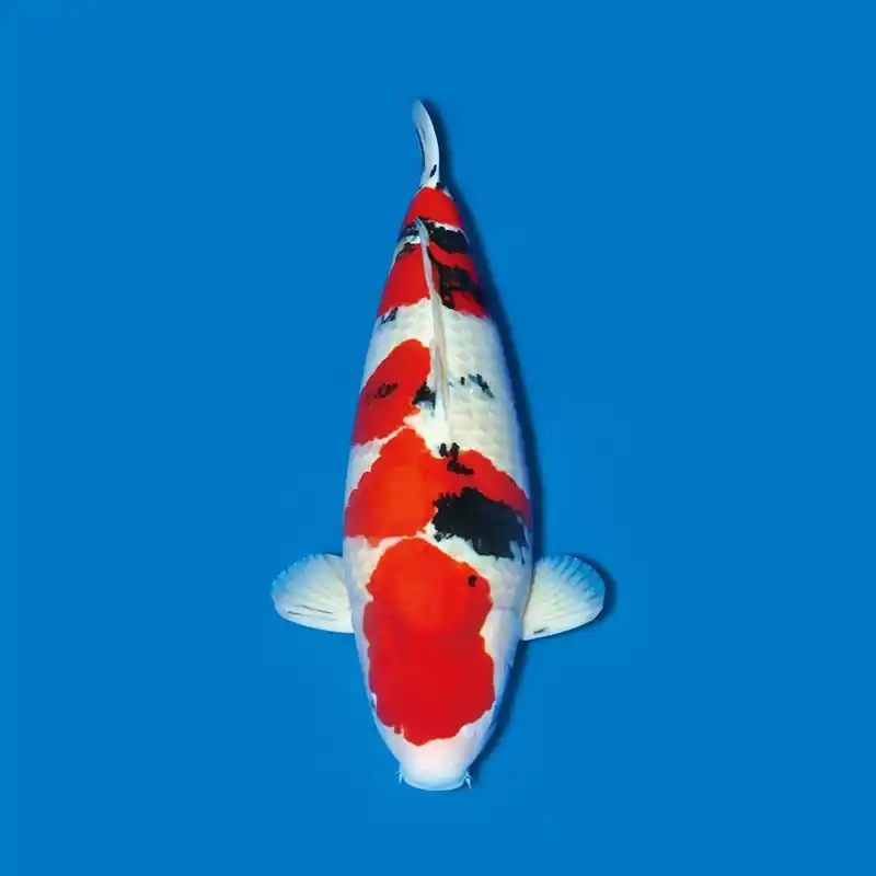 松月系精品大正三色锦鲤