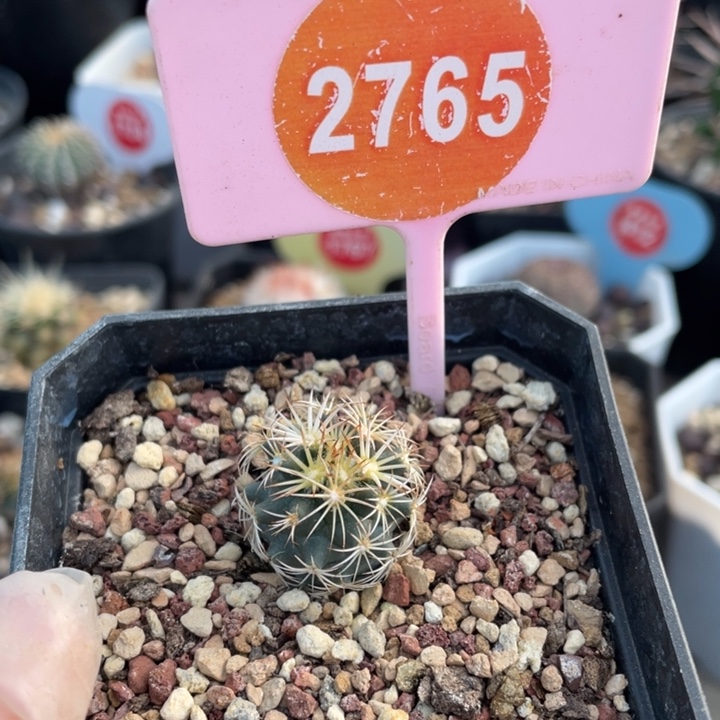 实生顶花海胆27650000000