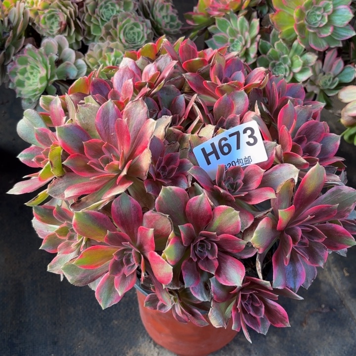 瑞妈，，。。。。。673浣纱，