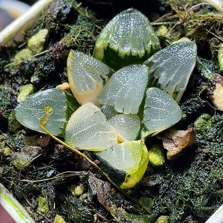 663冰面克锦特选精养