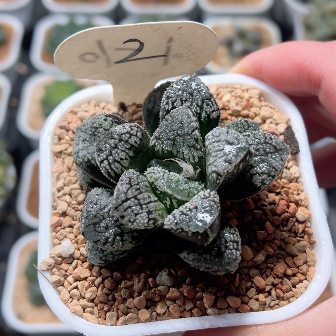 气泡窗摩多寿玉露多肉
