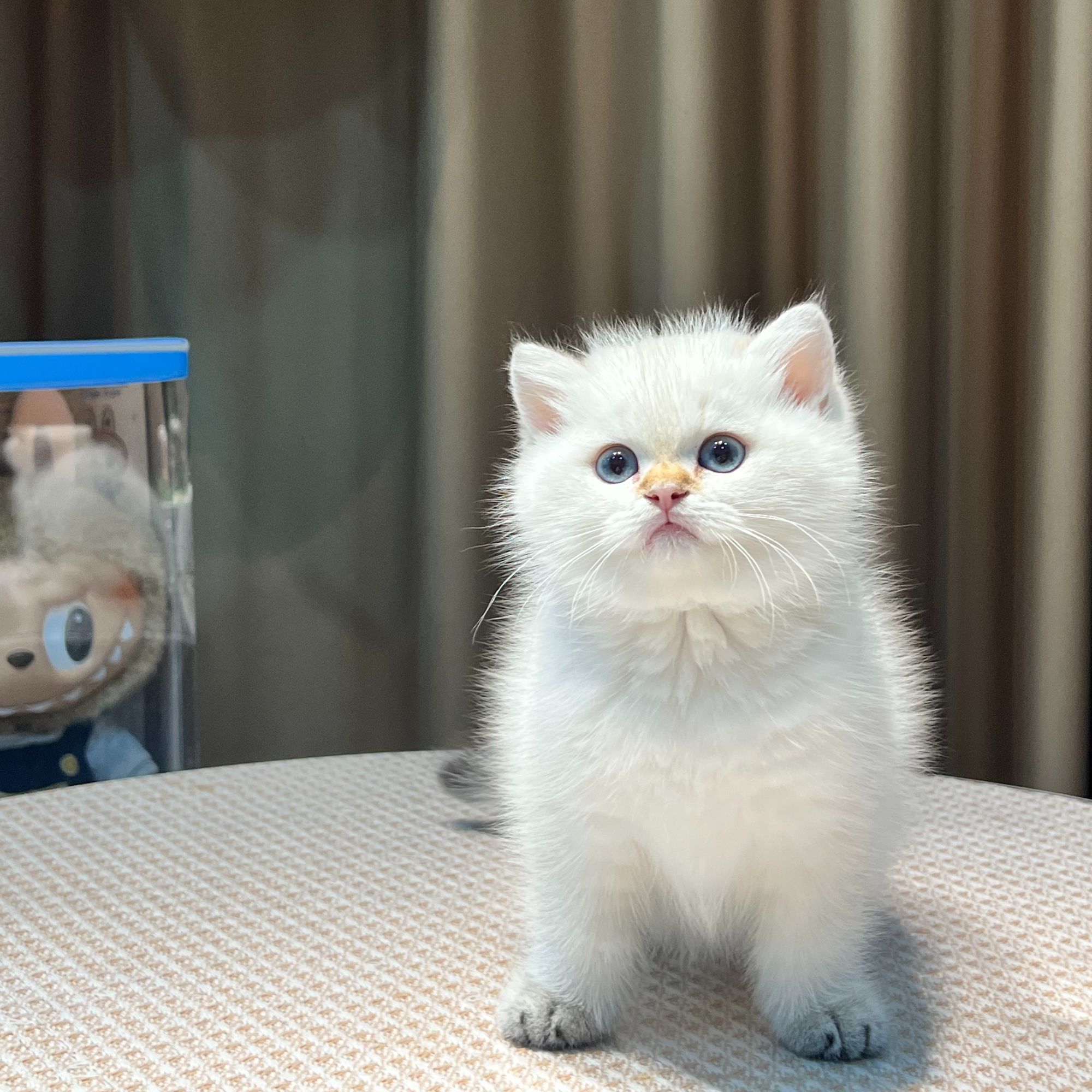 猫咪各类品种及价格