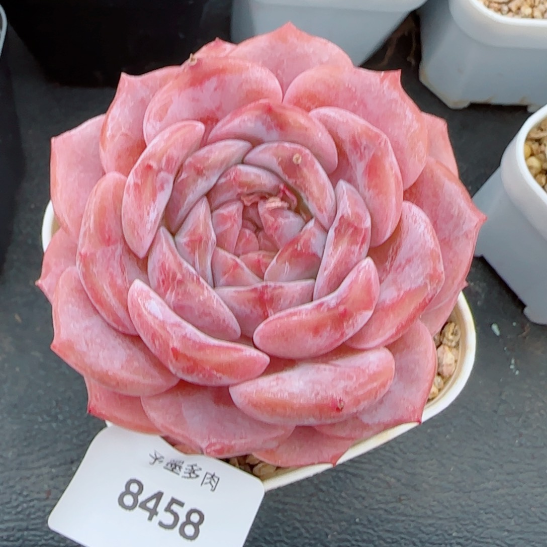 红宝石冰魄，8458多肉植物