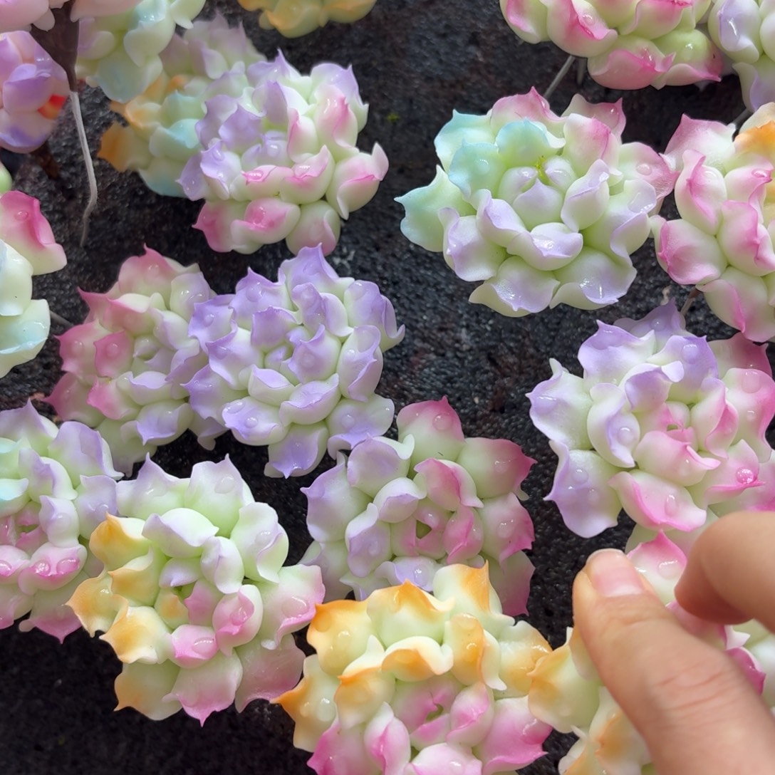 树脂7号哦哦哦哦哦哦哦