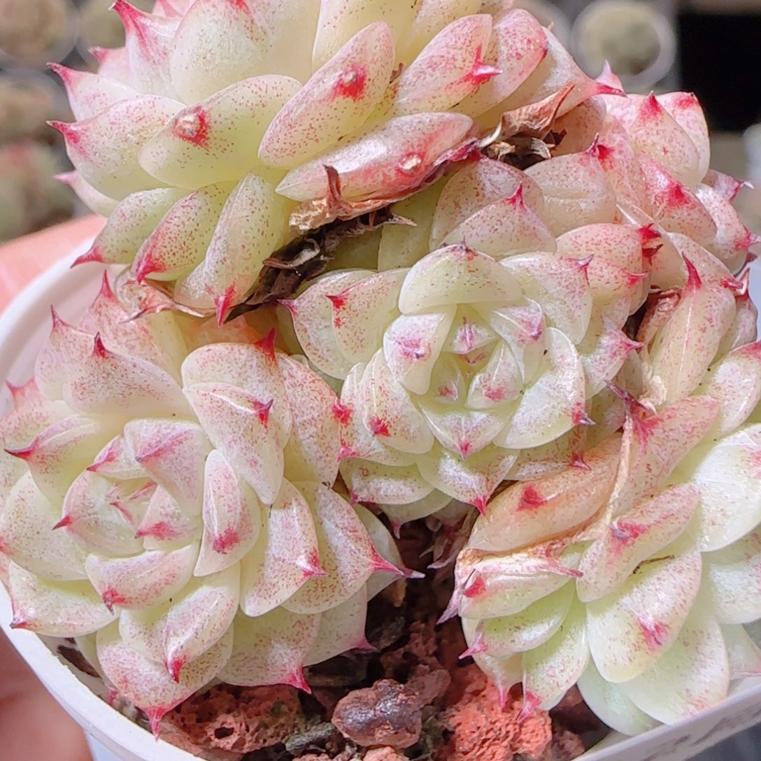 花语多肉1201-25散