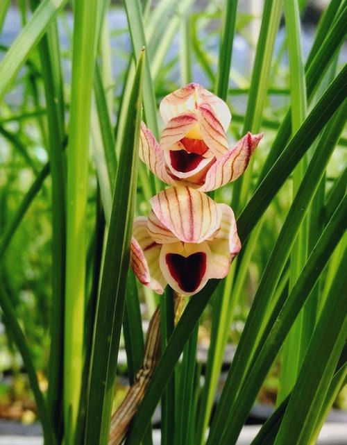 心心相印莲瓣名兰