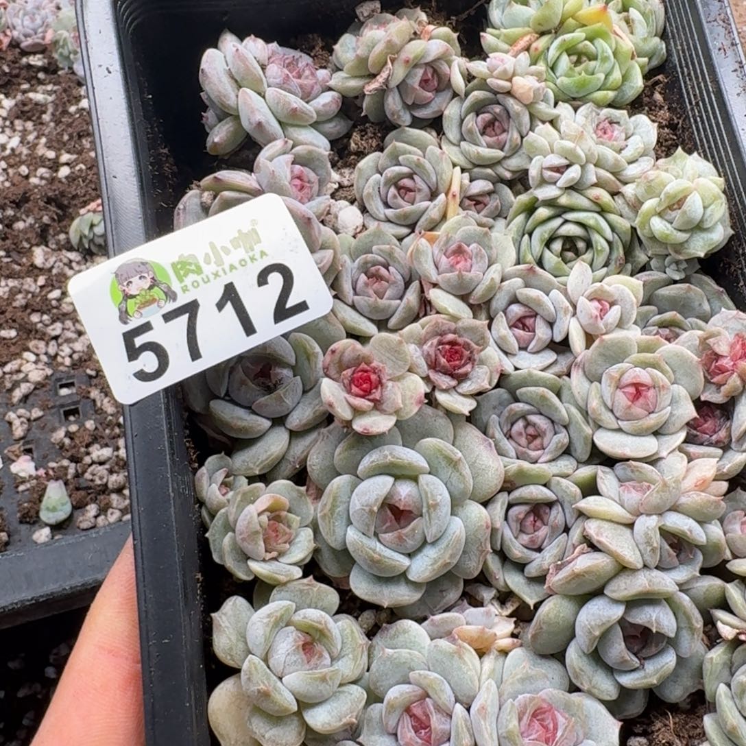 皮***侠多肉植物多肉植物