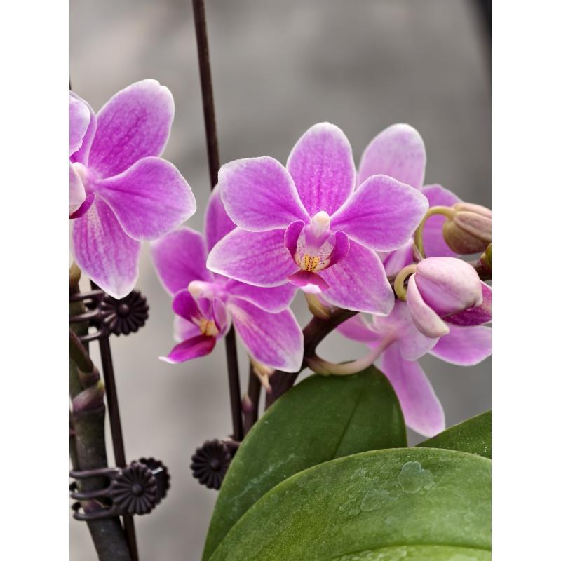 蝴蝶兰【香格里拉】带香味桌面型花花 2.8寸杯 带花带花苞 基地直发