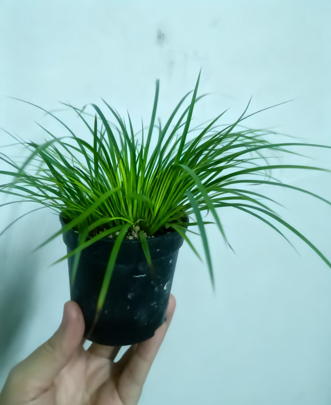 孤品专拍 （山生万物1） 绿植花卉  雅致文人菖蒲带小底托接水盘