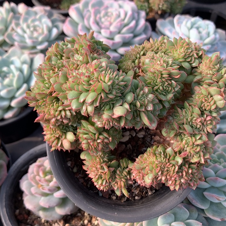 罗西娜缀化脱土发货