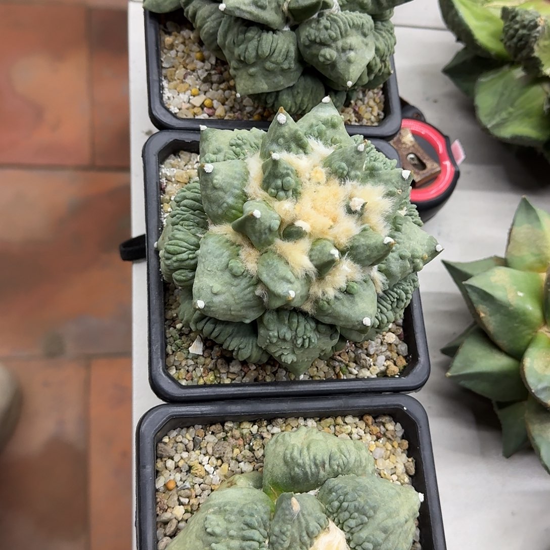 你***爸三个怒涛牡丹仙人球