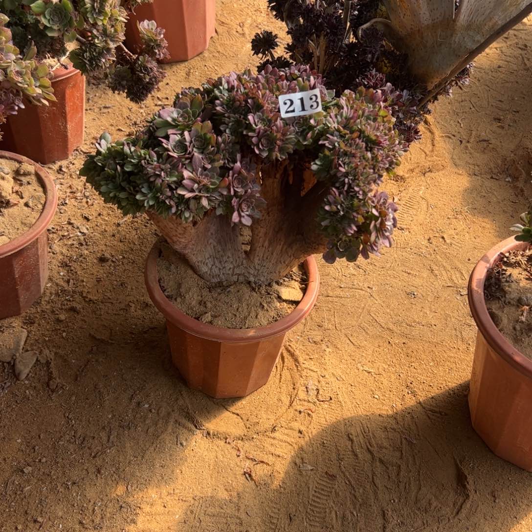 有伤万朵213官府35