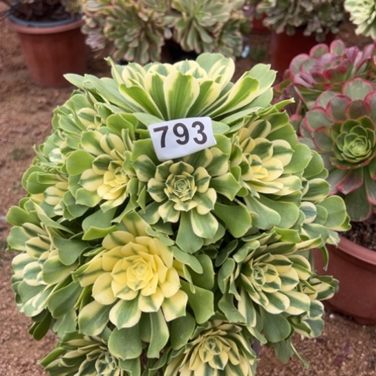 793。辛尼亚多肉植物花花